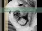 Hunde Op Versicherung Video
