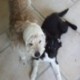Hunde Op Versicherung