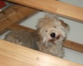hundehaftpflicht barsinghausen