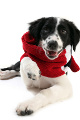 hundekrankenversicherung