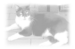 Katzen op versicherung