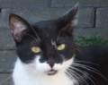 Katzenkrankenversicherung Anbieter