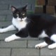 Katzen OP Versicherung