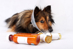 Hunde OP Versicherung Hunde Op Versicherung