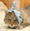 Katzen OP Versicherung Katzen Op Versicherung